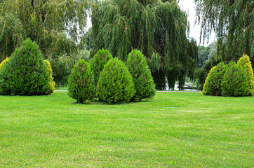 Fototapeta premium beautiful landscape trees on the summer lawn