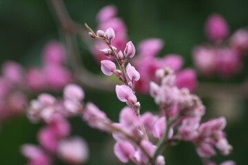 Obraz premium bee on a flower
