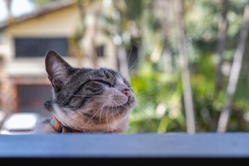 A male cat sleeping behind the window of the house. Sunny day. Leisure. Animal World. Animal life. Pet lover. Cat lover. American wirehair.