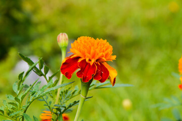 .Marigold. Yellow flowers. Flowers in the garden.