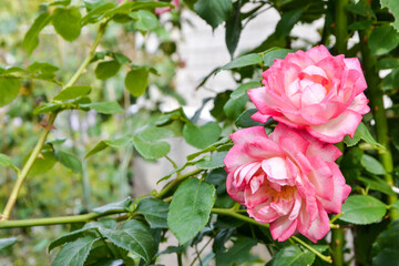 Roses. Pink flowers. Flowers in the garden.