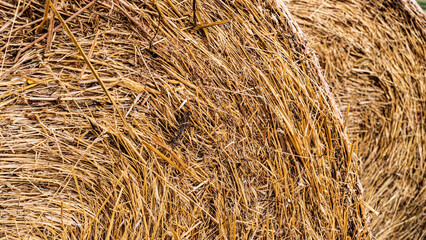 yellow hay bale texture. straw backdrop.