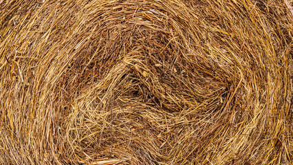 yellow hay bale texture. straw backdrop.