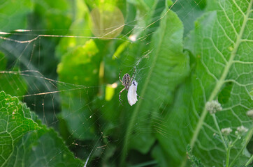 the spider is sitting on its web