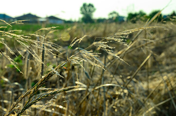 rye ears and dry grass in the wind
