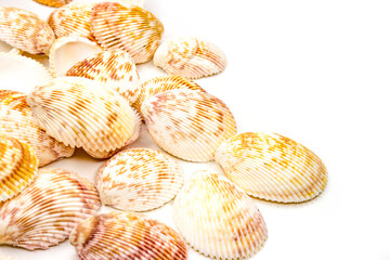 Set of seashells vasticardium elongatum. White with mottled brown-yellow color. Rounded elongated...
