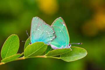 Callophrys rubi butterfly poses on flowers with greenish colors