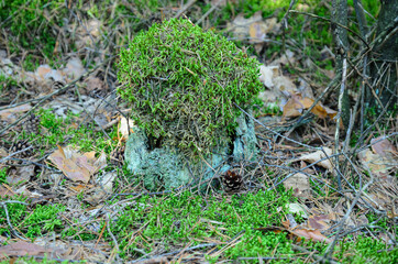 Naklejka na ściany i meble an old rotten stump is overgrown with moss and looks like a dwarf's house