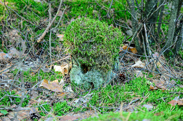 an old rotten stump is overgrown with moss and looks like a dwarf's house