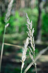 forest plants are illuminated by the bright sun close-up