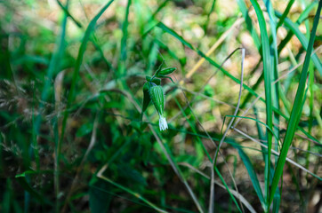 forest plants are illuminated by the bright sun close-up