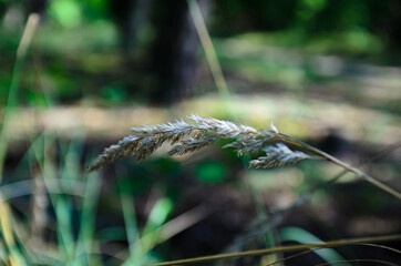 forest plants are illuminated by the bright sun close-up