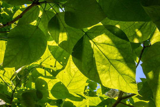 green leaves in sunlight