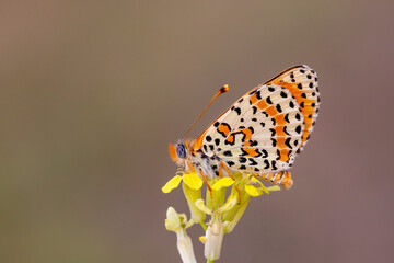 Close up of butterfly Melitaea didyma on flower with green background