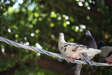 dove on the tree