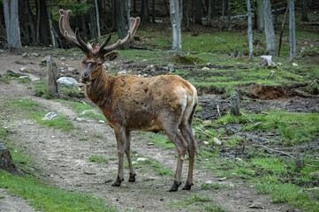 Elk wondering in the canadian wilderness.