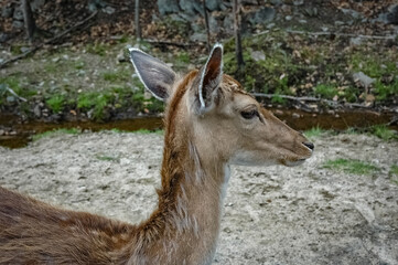 Elk wondering in the canadian wilderness.