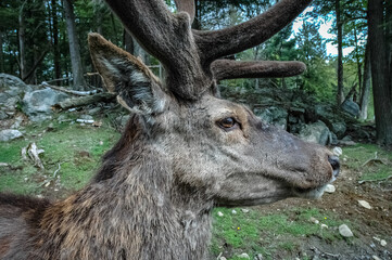 Elk wondering in the canadian wilderness.