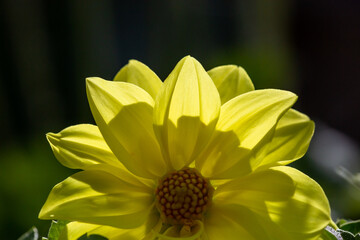 Blossom yellow dahlia flower on a summer sunny day macro photography. Garden dahlia with bright yellow petals in the sunlight close-up photography.
