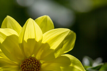 Blossom yellow dahlia flower on a summer sunny day macro photography. Garden dahlia with bright yellow petals in the sunlight close-up photography.