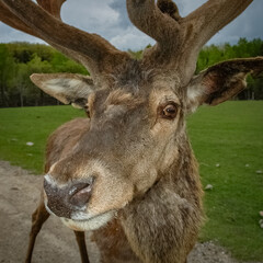 Elk wondering in the canadian wilderness.