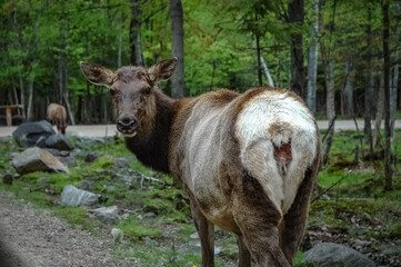 Elk wondering in the canadian wilderness.