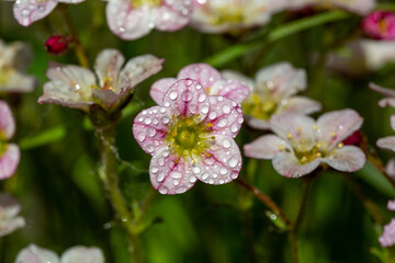 Blossom saxifraga flowers with raindrops on a spring day macro photography. Garden rockfoils flower with water drops on a bright pink petals in springtime. Saxifrage plant floral background.