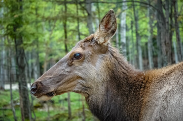 Naklejka na ściany i meble Elk wondering in the canadian wilderness.