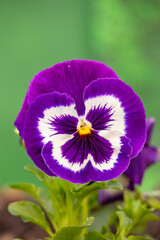Purple pansy flower on a sunny summer day macro photography. Blossom garden flowers with bright bicolor petals close-up photo in summer.