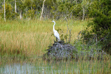 White egret on a pile of sticks in the spring swamp - obrazy, fototapety, plakaty