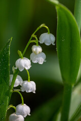 Blossom white lilies of the valley on a green background in springtime macro photography. Garden May bells buds on a thin stem in summertime close-up photo.  Convallaria majalis floral background.