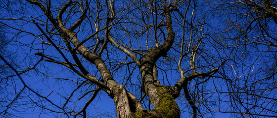 Branches of old oak trees, view from below, blue sky on background
