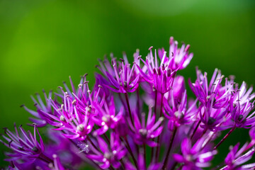 Blossom purple giant onion macro photography on a sunny summer day. A garden plant allium giganteum blooming in the form of a large purple ball close-up photo in summertime.	