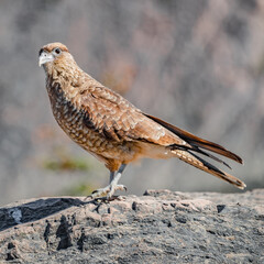 Falcon Chimango Caracara in Tierra del Fuego National Park, Arge