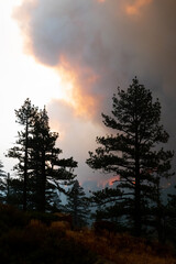 Flames approaching Highway 50 during Caldor Fire in California. The forest is burning.