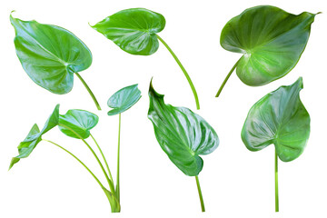Set of tropical fresh green leaf on greenery season, isolated on white background