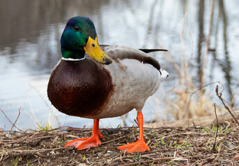 Colorful Mallard Duck beside pond