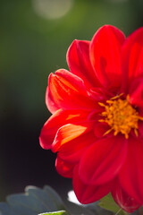 Blossom scarlet dahlia flower on a summer sunny day macro photography. Garden dahlia with bright red petals in the summer close-up photography.