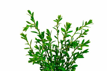 Polygonum aviculare or common knotgrass is a plant related to buckwheat and dock.
A bunch of grass on a white background.