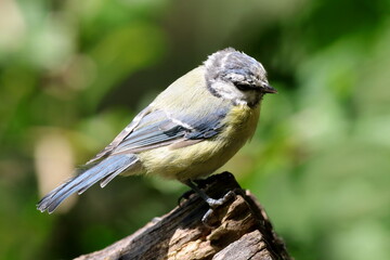 mésange bleue juvénile sur un tronc mort