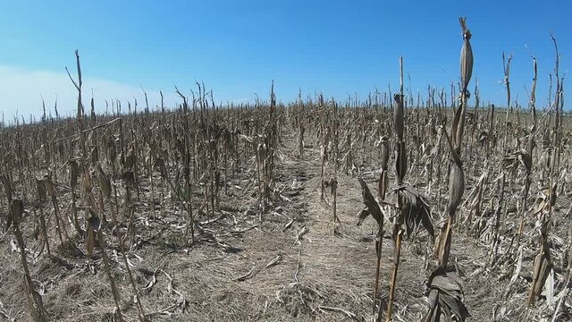 Devastated corn field. concept climate change