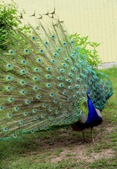 Obraz premium peacock with feathers out