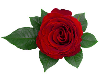 Red rose with green leaf isoleted on white background. Horizontal flowers poster, greeting cards, headers, website.