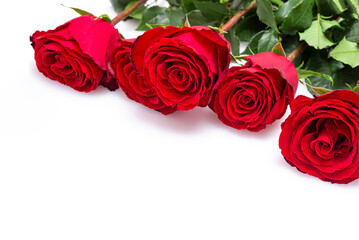 Red roses with green leaf isoleted on white background. Horizontal flowers poster, greeting cards, headers, website.
