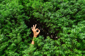 Positive hand gesture between green coniferous branches. Environmental protection concept....