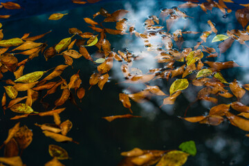 Fototapeta na wymiar autumn leaves in water