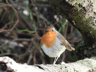 Angry Robin