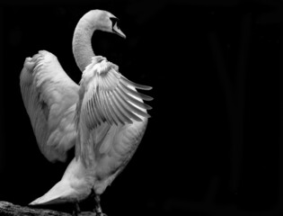 Schwan mit Ausgebreiteten Fl&uuml;gel