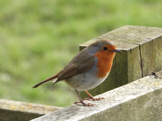 robin on a fence