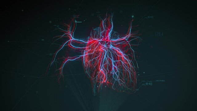 Digital model of the Human heart and major blood vessels. Diagnostic of the human circulatory system